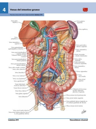Anatomia - Netter.pdf