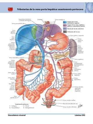 Anatomia - Netter.pdf