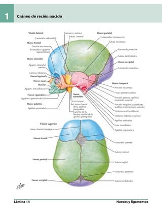 Anatomia - Netter.pdf