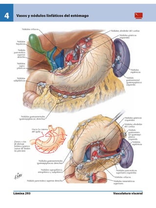 Anatomia - Netter.pdf