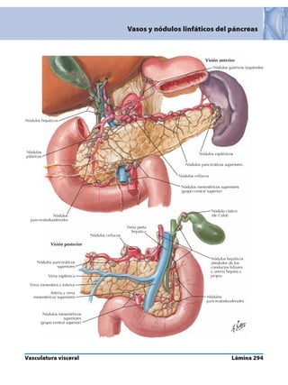 Anatomia - Netter.pdf