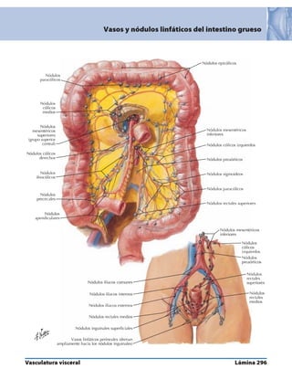 Anatomia - Netter.pdf