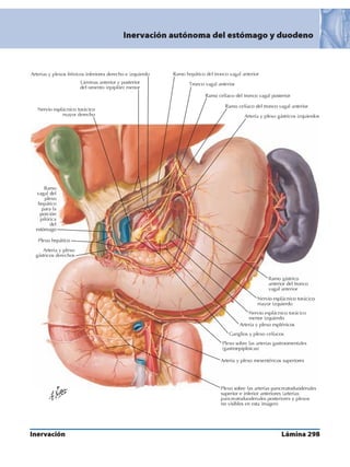 Anatomia - Netter.pdf