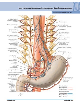 Anatomia - Netter.pdf
