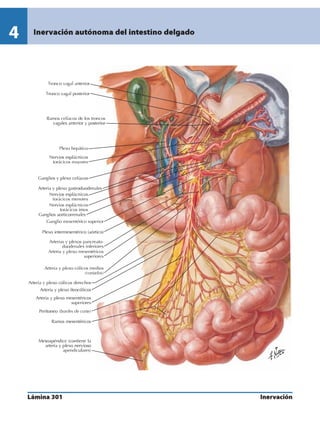 Anatomia - Netter.pdf