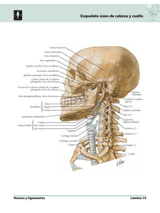 Anatomia - Netter.pdf
