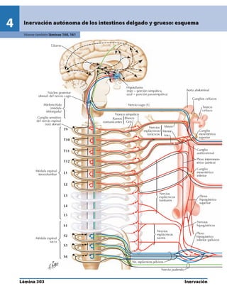 Anatomia - Netter.pdf