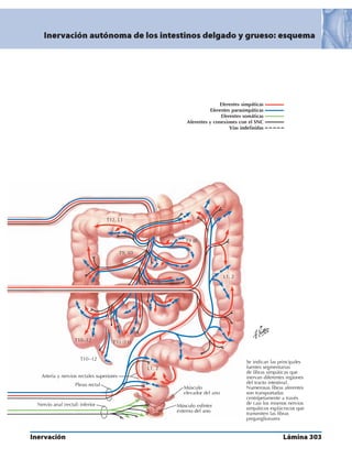 Anatomia - Netter.pdf