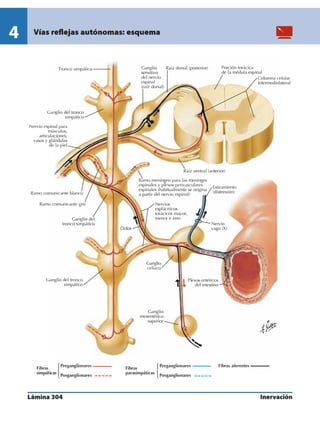 Anatomia - Netter.pdf