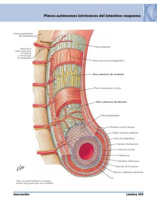 Anatomia - Netter.pdf