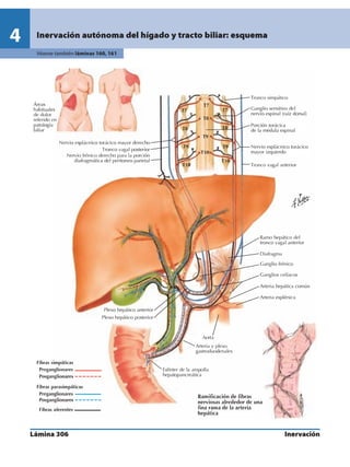 Anatomia - Netter.pdf