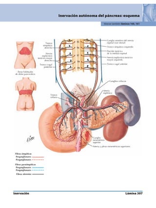 Anatomia - Netter.pdf