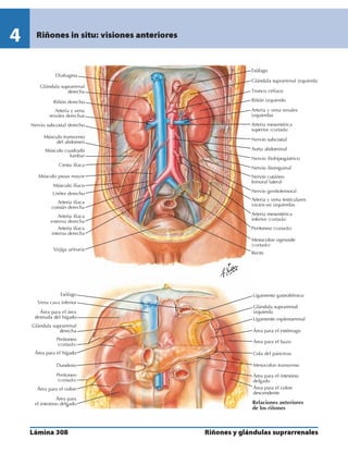Anatomia - Netter.pdf