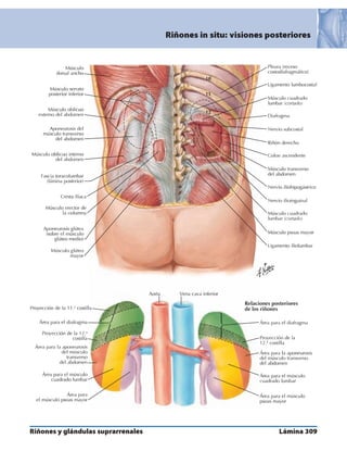 Anatomia - Netter.pdf