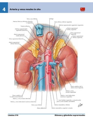 Anatomia - Netter.pdf