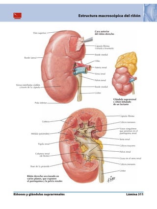 Anatomia - Netter.pdf
