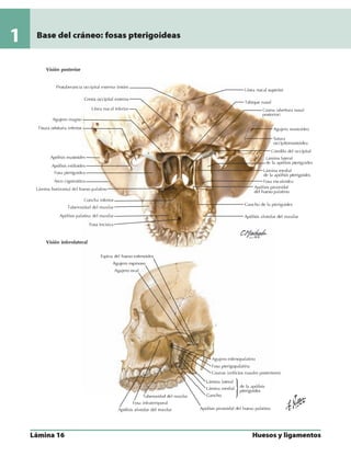 Anatomia - Netter.pdf