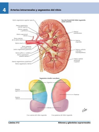 Anatomia - Netter.pdf