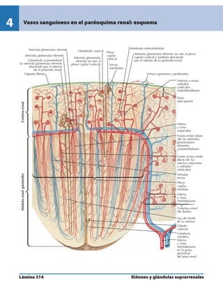 Anatomia - Netter.pdf