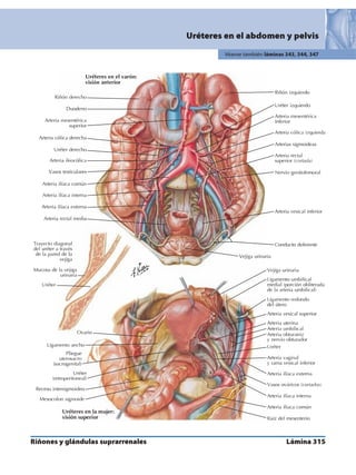 Anatomia - Netter.pdf