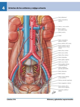 Anatomia - Netter.pdf