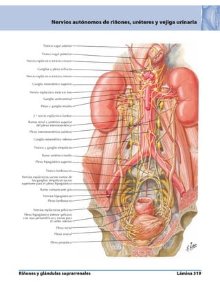 Anatomia - Netter.pdf
