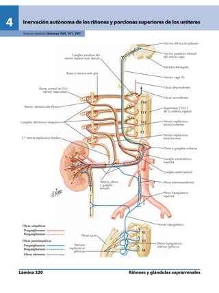 Anatomia - Netter.pdf