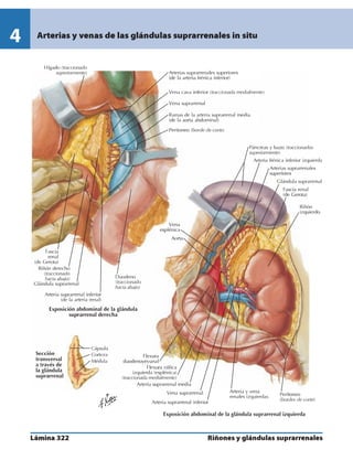 Anatomia - Netter.pdf