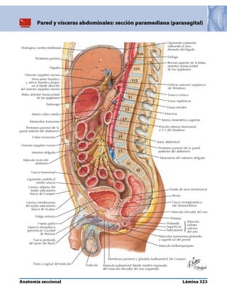 Anatomia - Netter.pdf