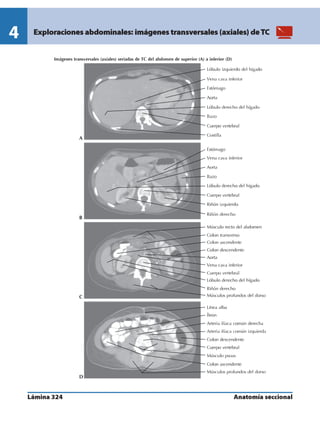 Anatomia - Netter.pdf