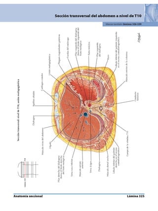 Anatomia - Netter.pdf