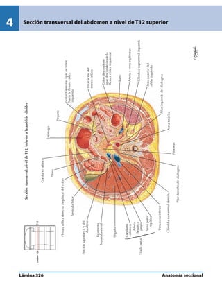 Anatomia - Netter.pdf