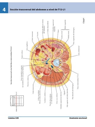 Anatomia - Netter.pdf