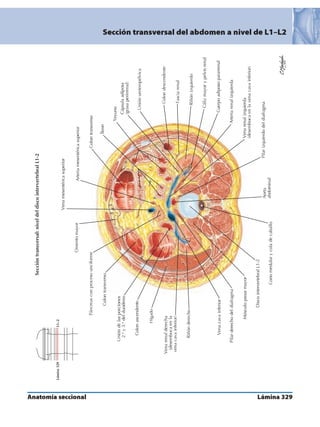 Anatomia - Netter.pdf