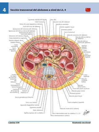Anatomia - Netter.pdf