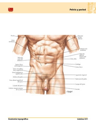 Anatomia - Netter.pdf