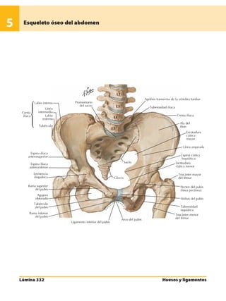 Anatomia - Netter.pdf
