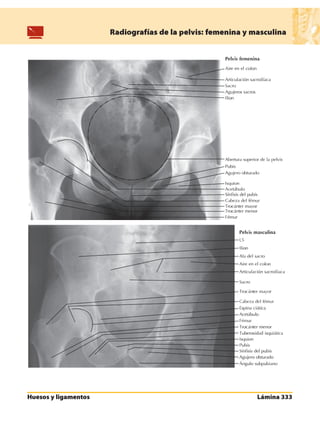 Anatomia - Netter.pdf