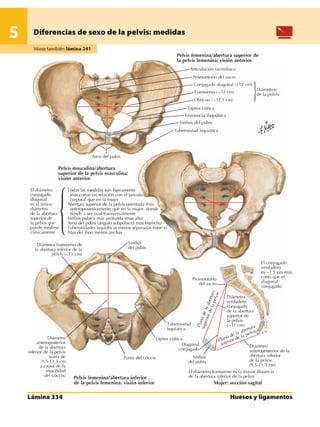 Anatomia - Netter.pdf