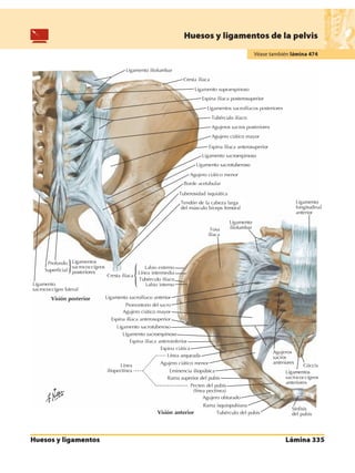 Anatomia - Netter.pdf