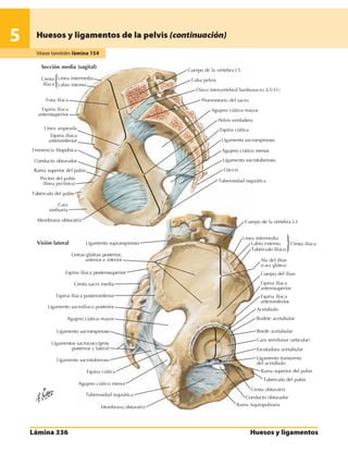 Anatomia - Netter.pdf