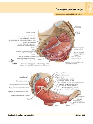 Anatomia - Netter.pdf