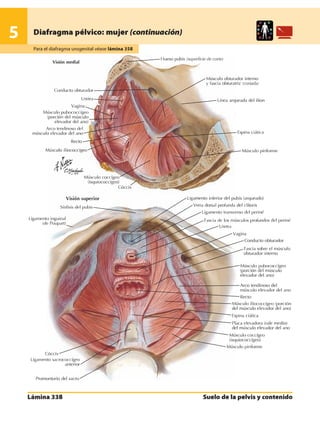 Anatomia - Netter.pdf