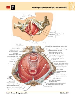 Anatomia - Netter.pdf