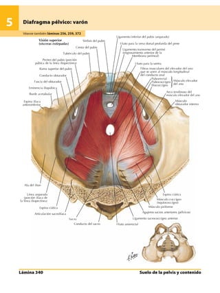 Anatomia - Netter.pdf