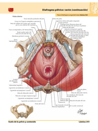 Anatomia - Netter.pdf