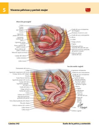 Anatomia - Netter.pdf
