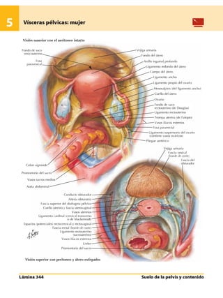 Anatomia - Netter.pdf