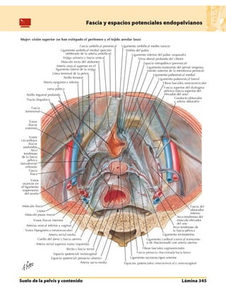Anatomia - Netter.pdf