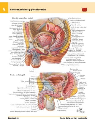 Anatomia - Netter.pdf